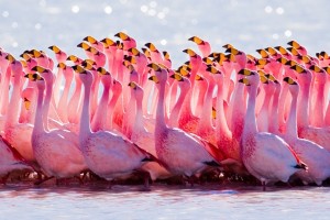 ickul flamingosi