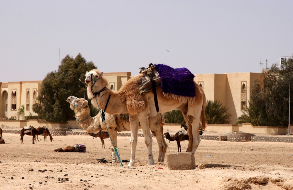 kamile u duzu