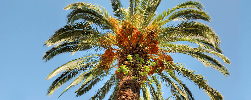 Upotreba palme